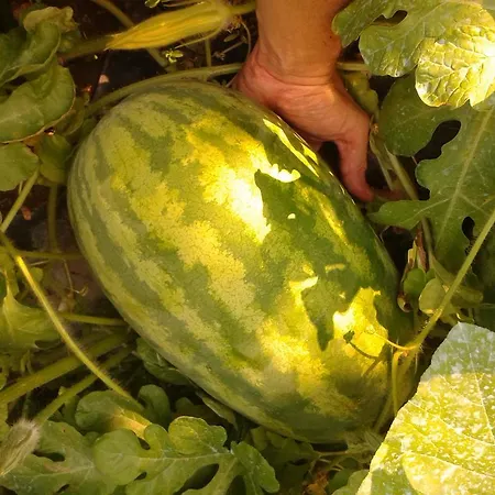 Frühstückspension Eco I Due Oleandri Marina Di Carrara