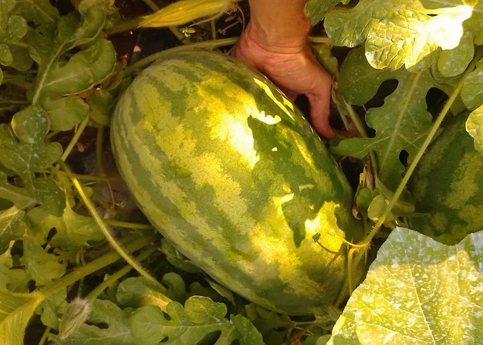 Panzió Eco I Due Oleandri Marina di Carrara