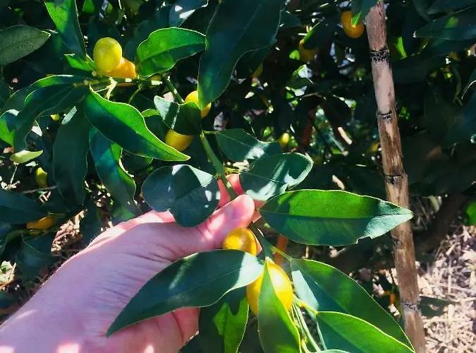 Eco I Due Oleandri Panzió